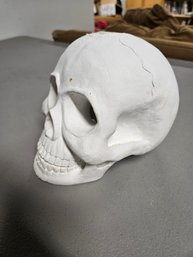 Plaster Of Paris Skull Sculpture