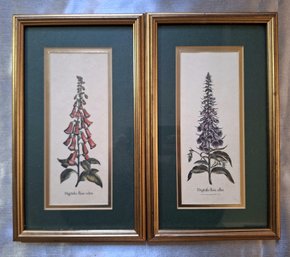 Pair Of Foxglove Botanical Prints Framed Under Glass