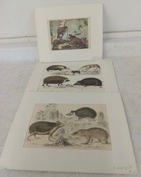 Three High Quality 19th Century Wildlife Prints