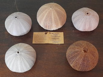 Decorative Sea Urchin Shells