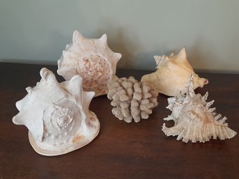 Large Sea Shells Lot Of 5