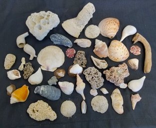 Natural Various Sizes Of Beach Seashells & Coral Pieces