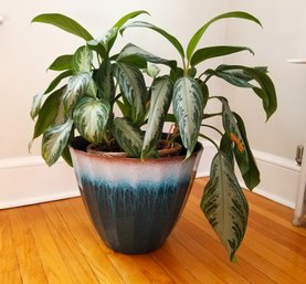 Aglaonema Plant With Glazed 12' Decorative Planter By Outdoor Design
