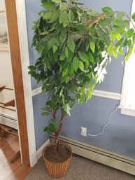 Indoor Ficus Plat - 6' Height