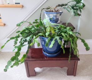 Wood Step Stool Plant Stand With (2) Plants In Ceramic Containers