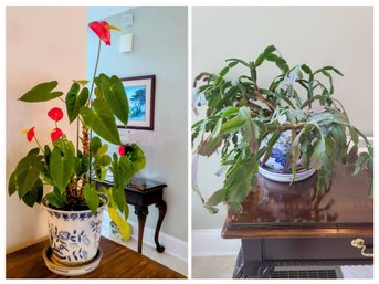 Blue/White Planters One From Bombay, Plus Exquisite Anthurium Plant-specimen & Christmas Tree Specimen