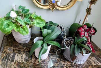 Set Of 5 Plants/Planters