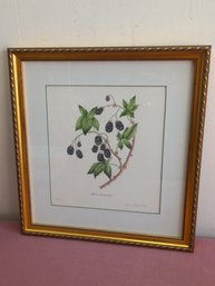 Pencil Signed Lithograph- Blackberries