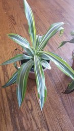 Long Leaf Variegated Green Plant #2