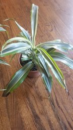 Long Leaf Variegated Green Plant #1