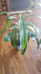 Long Leaf Dracaena Plant