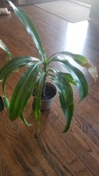 Long Leaf Dracaena Plant