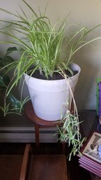 Large Spider Plant