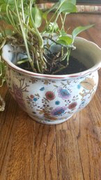 Multi Vine Plant In Decorative Container