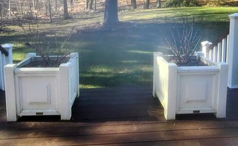 A Pair Of  Large White Walpole Planters From Walpole With Last Season Hibiscus Plants