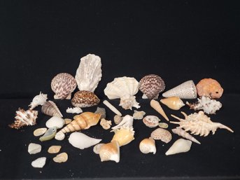 Large Lot Of Sea Shells