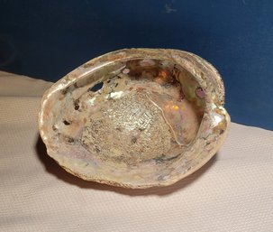 Abalone Shell From California.  The Homeowner Collected It Herself.  - - - - - - - - - - - - - Loc: Kit Rack