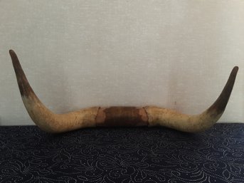 Bull Horns