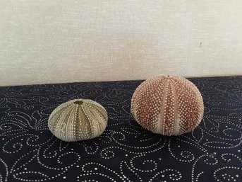 Pair Of Dried Sea Urchins Shells