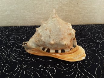 Large Sea Shell With Stripes