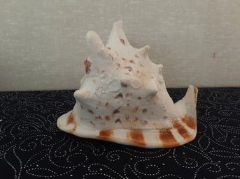 Large Seashell With Brown Stripes