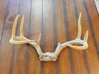 Vintage Deer Buck Rack Antlers