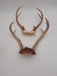 2 Deer Antler Racks With Caps