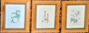 Set Of 3 Beautiful Vintage Inspired Botanical Prints