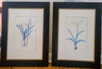 Pair Of Botanical Prints In Large Well Made- Solid Wood Black Frames