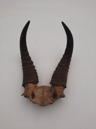 Set Of Taxidermy Horns