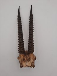 Set Of Taxidermy Ibex Horns
