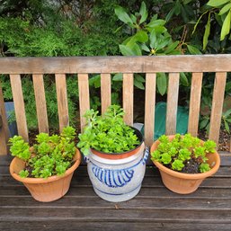 Two Clay And One IronStone Blue And Ivory Pot With 3 Groupings Of Yellow Blooming Sedum Plants