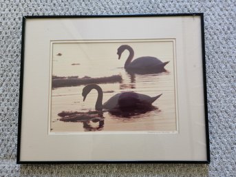 Two Swans On Water At Dusk, Signed Photography By Woodland Wings 21' X 16'