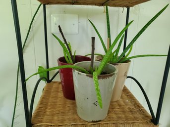Trio Of Healthy Live Potted Aloe Vera Plants