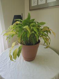 Potted Live Peace Lily Plant