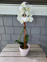 Phalaenopsis Aphrodite White Moth Orchid Live Flowering Plant
