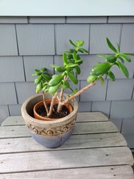 Jade Plant, Crassula Ovata - Live Potted Plant