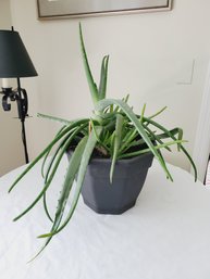 Healthy Live Large Potted Aloe Vera Plant