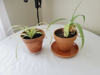 Two Small Live Potted Spider Plants