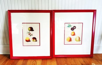 Pair Of Framed 'plums & Peaches'  Hand Colored Plate Engravings By George Brookshaw