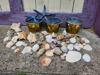 Lovely Seashells & Starfish Collection