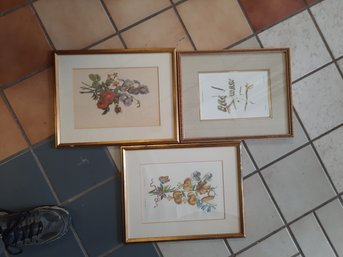 Grouping Of 3 Vintage/ Antique Hand-colored Botanical Prints- Matted & Framed