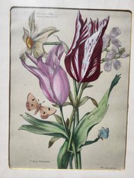 Nicolas Robert Tulip Hand Colored