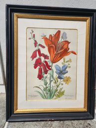 Nicolas Robert Lilly Framed Hand Colored