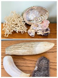 Assorted Collection Of Natural Bone, Fish Fossil, Coral, Shells, Abalone Decor