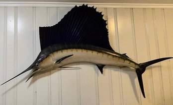 Mounted Taxidermy Trophy Indo-pacific Sailfish - 80' Long!