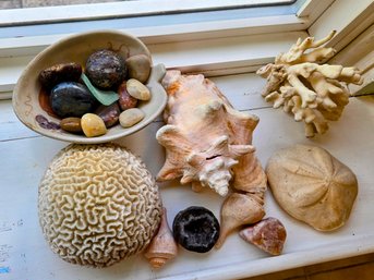 Beautiful Assortment Of Sea Treasures - Brain Coral, Shells, River Stones, Sea Glass And More!