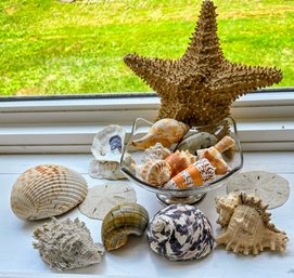 Assorted Beautiful Gifts From The Sea - Star Fish, Plus Moon Snail Shells, Sand Dollars, Oyster & Conch Shells