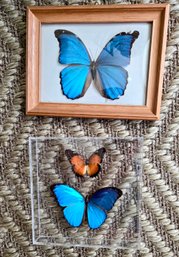 Two Magnificent Framed Butterfly Specimens