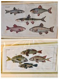 A Pair Of Vintage Signed Colored Plate Prints - Piscus / Fish Stock Numbered Drawings